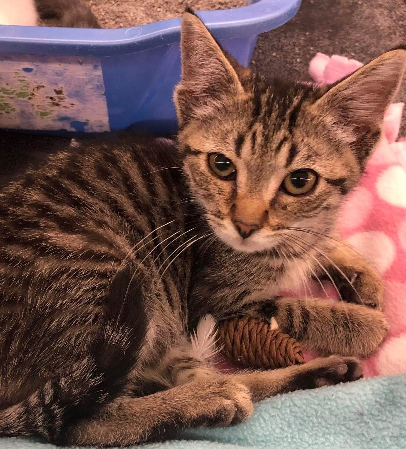 Los Gatos Pet Rescue Finds New Homes For Homeless Cats PetSmart Charities